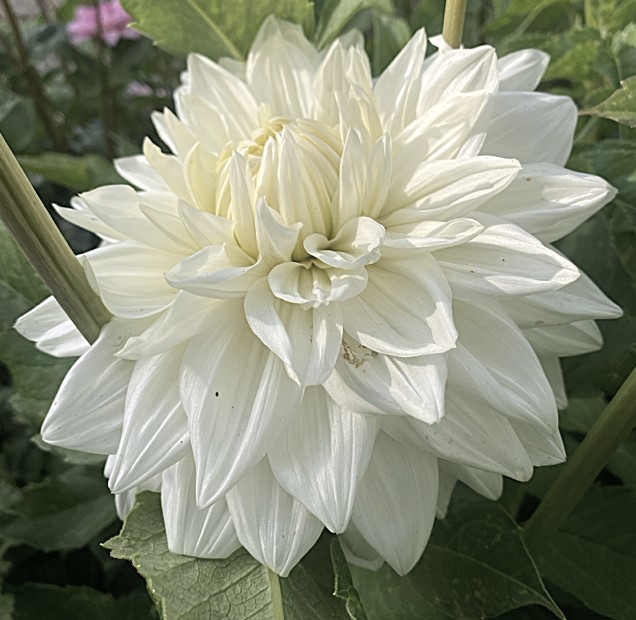 Dahlia Bulls Pride